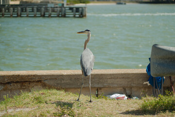Great Blue Heron by the Waterfront on a Sunny Day. Stands on ground near a waterfront profile with scenic views of water and structures in the background, encompassing beauty and nature.
