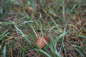 photo Dew-kissed grass captured in an early morning scene perfectly illustrates nature's serene beauty and the simple elegance of fallen autumn leaves among lush greenery