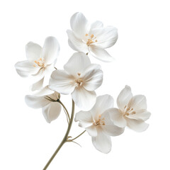 Obraz premium A delicate branch of white flowers with visible stamens against a dark background in a studio shot