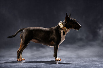 Bull Terrier stands on a glossy studio floor wearing a fashionable collar, capturing a moment of attentive alertness and poised elegance against a dark backdrop