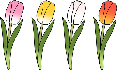 Set of colorful tulips hand drawn minimal style.