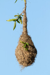 Eurasian penduline tit, Remiz pendulinus. A bird's nest against the blue sky