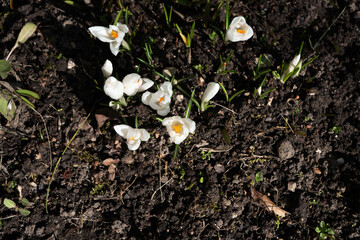 white crocus flowers emerge from dark soil, signaling spring's arrival with delicate blossoms illuminated by gentle sunlight, creating a contrast against the earthy background, rejuvenation, fresh