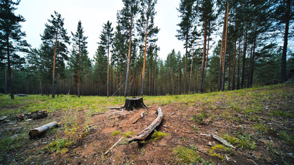 Logging remnants scattered across pine forest clearing, revealing weathered tree stump and fallen...