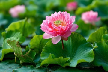 Fototapeta premium Pink lotus flower blooming among green leaves in a tranquil pond during a sunny day
