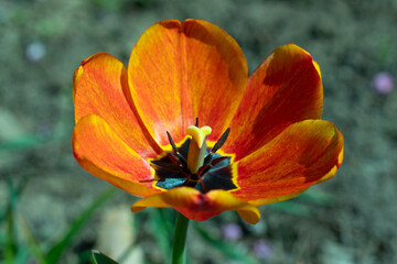 Single Orange and Red Tulip in Bloom with Blurred Garden Background