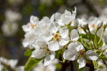 Delicate Pear Tree Blossoms in Spring Garden