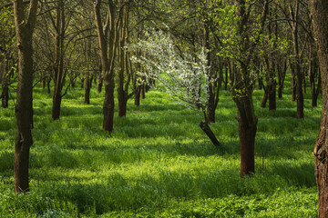 Fototapeta premium Lonely white blooming cherry tree in an alley. Spring, Czech nature background