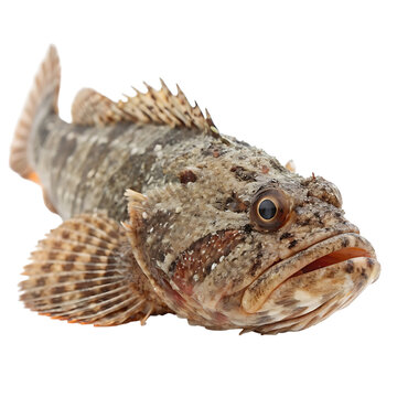 stonefish Fish in transparent background.Closeup of a Roughhead Grenadier Fish Isolated on Transparent background