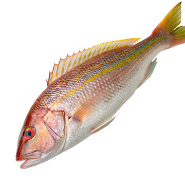 tilefish Fish in transparent background.Fresh Red Snapper Fish Ready to Cook Delicious Seafood Dish Recipe
