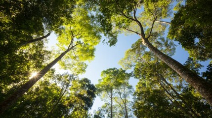 Obraz premium Tall trees form a lush canopy in a dense forest, allowing glimpses of blue sky while sunlight filters through branches, creating a peaceful and inviting atmosphere