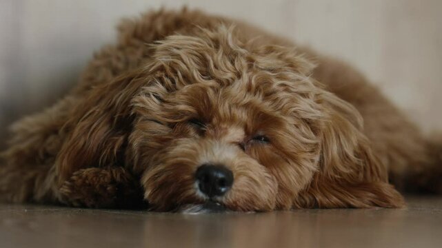 A fluffy brown dog lies on the floor, blinking slowly and looking relaxed. The close-up captures the pet&rsquo;s calm and cozy mood, perfect for themes of comfort, relaxation, and companionship.