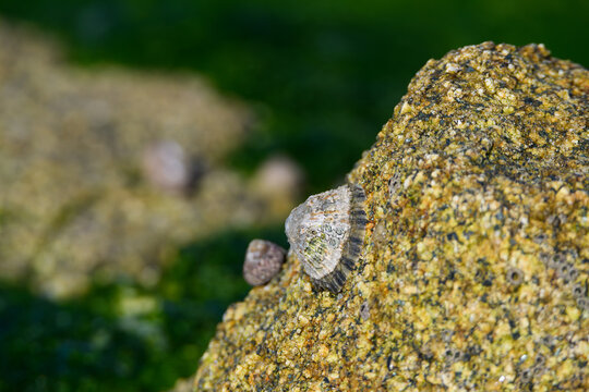 Coquillages dans les rochers en Bretagne