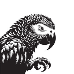 Graceful African Grey Parrot Silhouette Vector - Elegant Tropical Bird Design -  Ideal for Art Prints  - African Grey Parrot Illustration. © WASEE