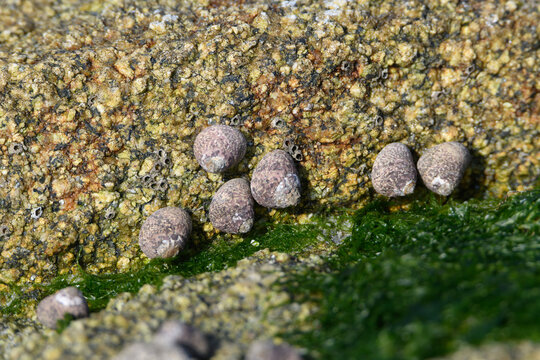 Coquillages dans les rochers en Bretagne