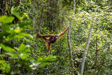 Bornean orangutan © Fabian