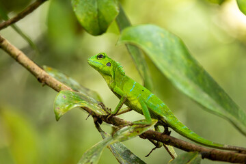 Green crested lizard