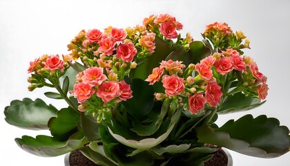 Beautiful pink flowers of Kalanchoe plant with lush green leaves in pot on bright background