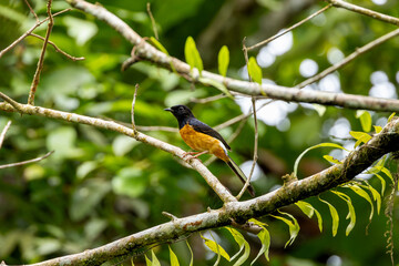 White-rumped shama