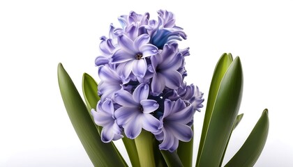 Fresh Purple Hyacinth Flower Bouquet with Green Leaves Isolated on White Background for Decoration