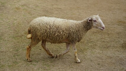 Naklejka premium Sheep in a Field