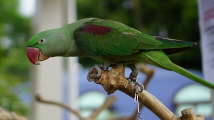 green parrot on a branch