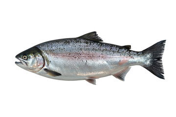 Naklejka premium Rainbow Trout Fish Illustration