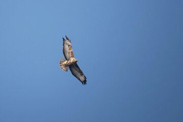 Common buzzard soaring in clear blue sky â€“ bird of prey in flight, wildlife and nature concept
