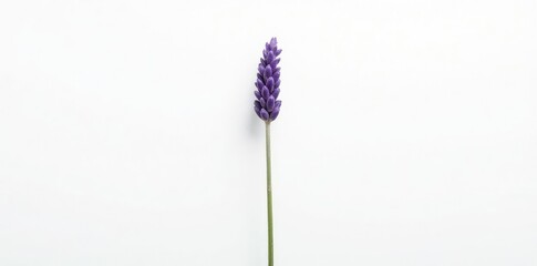 Fototapeta premium A single stem of lavender isolated on white background, flora, botanical, solo
