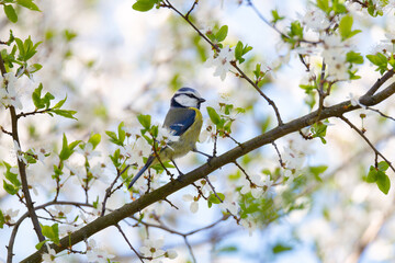 Blue tit on blooming cherry branch in spring garden