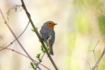 Fototapeta premium Robin bird sitting on a branch with fresh green leaves in spring