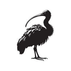 Fototapeta premium Majestic African Sacred Ibis Silhouette Vector - Elegant Wading Bird Design for Nature Art - African Sacred Ibis Illustration.