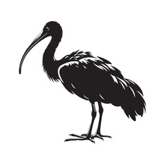 Majestic African Sacred Ibis Silhouette Vector - Elegant Wading Bird Design for Nature Art - African Sacred Ibis  Illustration.