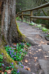 Obraz premium path in the woods