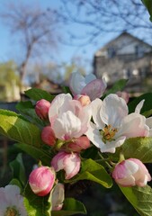 magnolia tree blossom