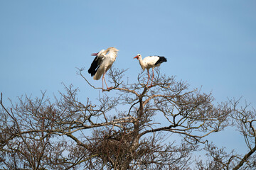 Cigogne blanche, nid,.Ciconia ciconia, White Stork