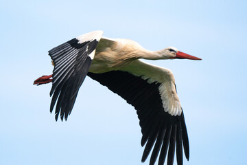 Cigogne blanche, .Ciconia ciconia, White Stork,