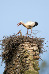 Cigogne blanche, nid,.Ciconia ciconia, White Stork, Chateau de la Rivière, Parc Naturel Régional des Marais du Cotentin et du Bessin, Manche, 50