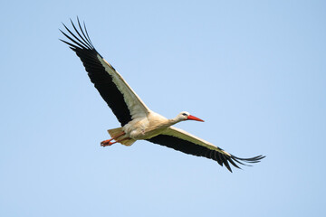 Cigogne blanche, .Ciconia ciconia, White Stork,