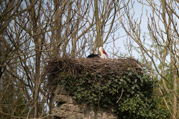 Cigogne blanche, nid,.Ciconia ciconia, White Stork, Chateau de la Rivière, Parc Naturel Régional des Marais du Cotentin et du Bessin, Manche, 50