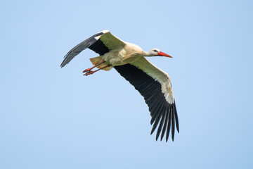 Cigogne blanche, .Ciconia ciconia, White Stork,