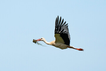 Cigogne blanche, .Ciconia ciconia, White Stork,