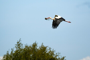 Cigogne blanche, .Ciconia ciconia, White Stork,