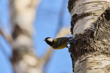 Close-up of small blue Tit bird perching on tree
