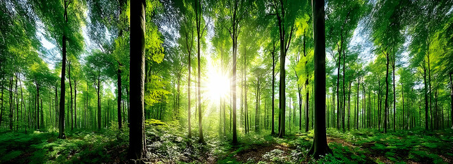Fototapeta premium A vibrant forest scene with tall trees bathed in sunlight, showcasing the beauty of nature. Lush greenery creates a serene and refreshing atmosphere.