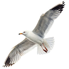 Fototapeta premium Flying seagull png bird in flight png coastal seabird png white background image