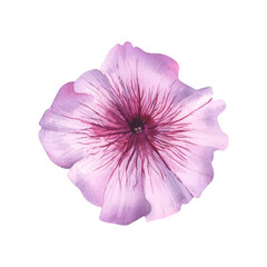 Naklejka premium Lilac flower with pink core watercolor illustration. Petunia bud on isolated white background. Garden flower for summer card design, floral sticker or invitation