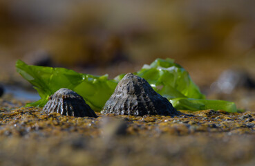 Coquillages dans les rochers en Bretagne