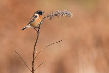 Male European Stonechat (Saxicola rubicola) on a spring evening, Fife, Scotland