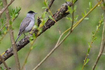 Male blackcap (Sylvia atricapilla) on a spring day, Fife, Scotland. Uk warbler species. 